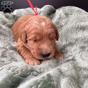 Zeus, Mini Goldendoodle Puppy